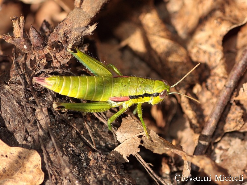 Acrididae: Odontopodisma decipiens, femmina